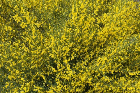Common broom