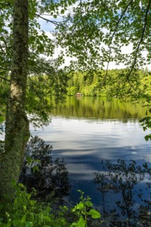 A lake in the forest in fine weather with a tree in the foreground