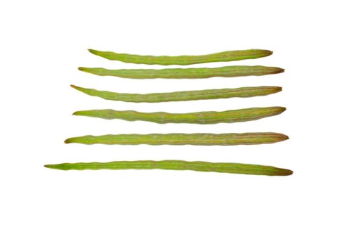 Moringa