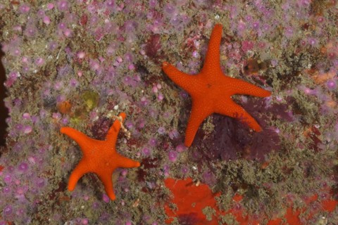 Red starfish