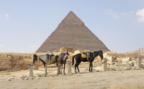 Saddled horses