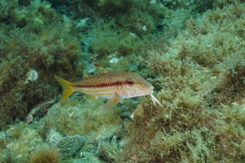 Striped red mullet