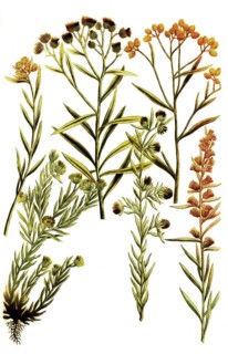 Botany