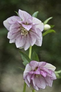 Lenzrose