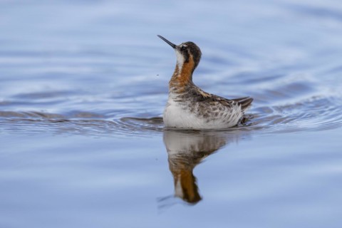 Red-necked phalarope