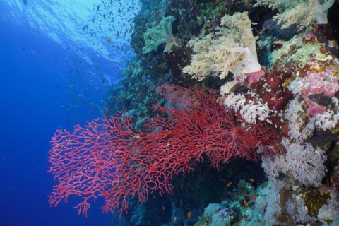 Gorgonian Red Knot Coral