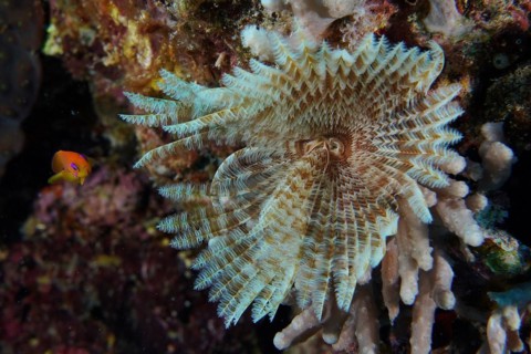 Indian tubeworm