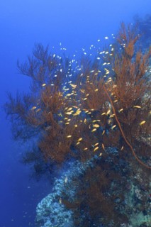 Black bushy black coral