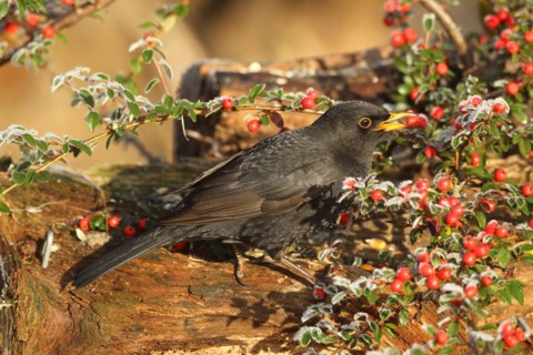 Blackbird