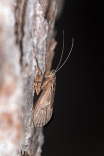 Land caddis