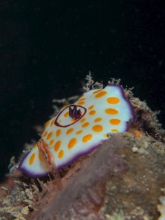 Ringed star snail Star snail