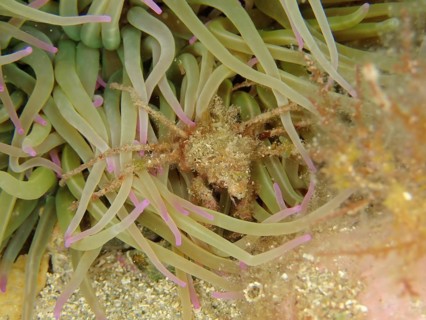 Long-legged ghost crab