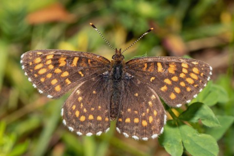 Valerian Fritillary