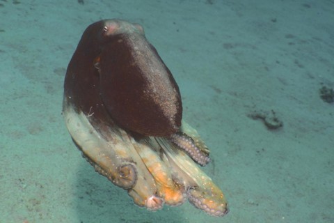 Big blue octopus