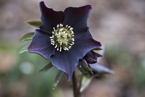 Lenzrose