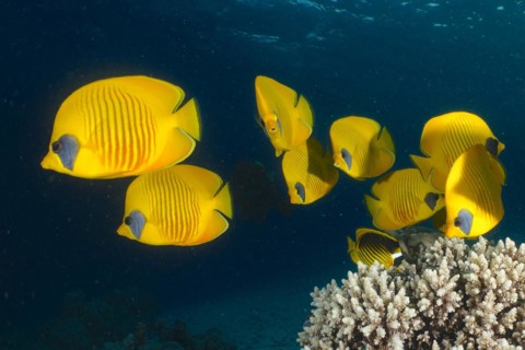 Group of bluecheek butterflyfish