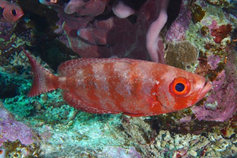 Common bigeye