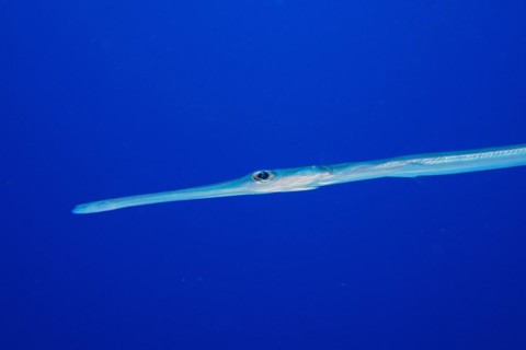 Close-up of bluespotted cornetfish