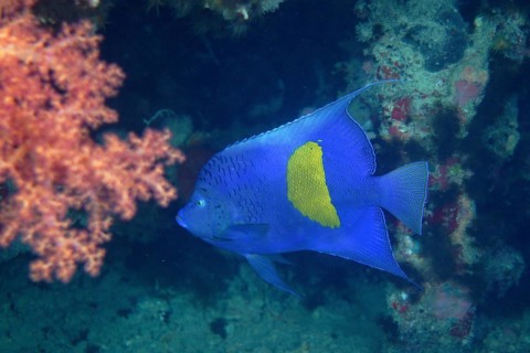 Halfmoon angelfish