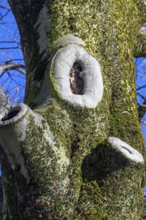 Three knotholes
