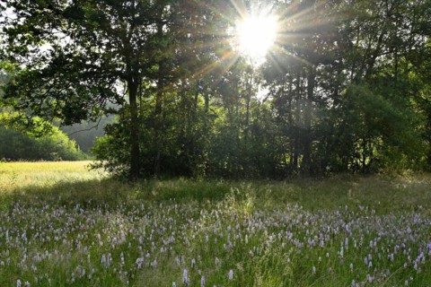 Spotted moorland spotted orchid