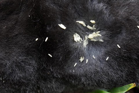 European mole