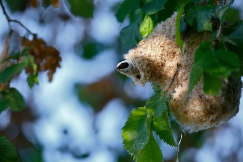 Eurasian penduline tit