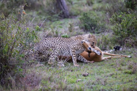 Cheetah