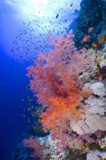 Hemprichs tree coral