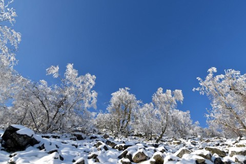 Snowy winter landscape with trees and rocks of the Moerschieder Burr in the Hunsrueck-Hochwald National Park