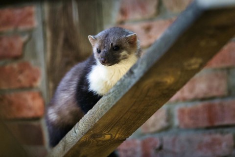 Beech marten