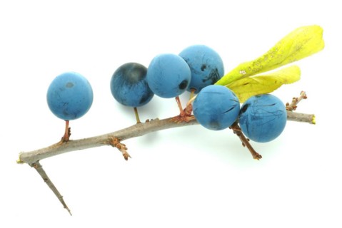 Ripe fruits of blackthorn
