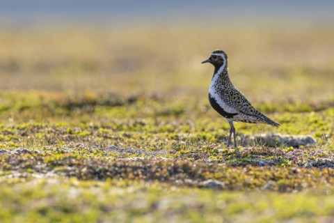 European golden plover