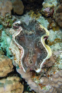 Maxima clam