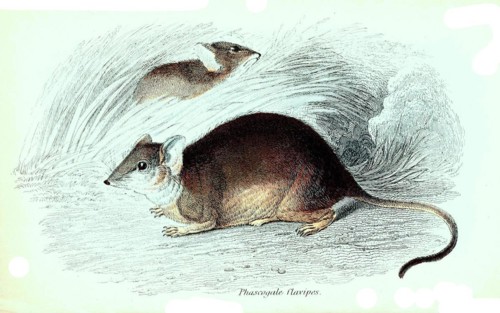 Phascogale flavipes