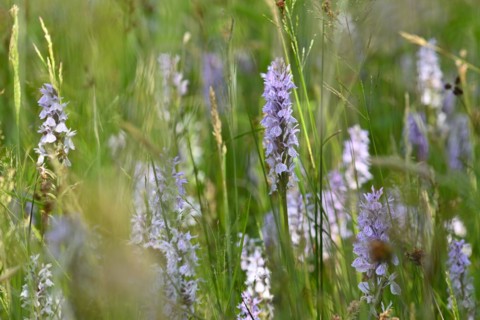 Spotted moorland spotted orchid