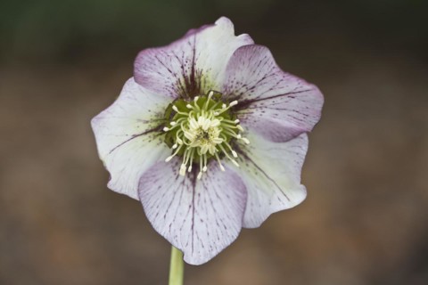 Lenzrose