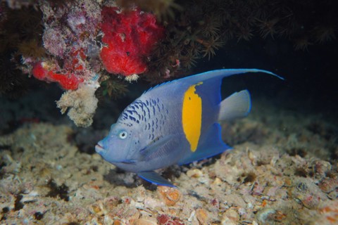 Halfmoon angelfish