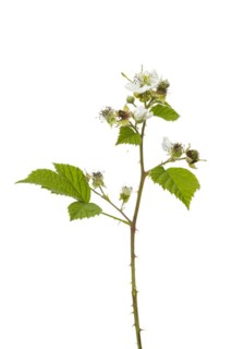 Blackberry
