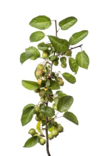 Cherry apple