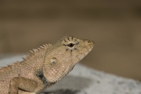 Oriental garden lizard