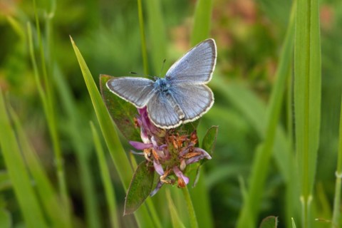 Crucian anthill butterfly butterfly with open wings sitting on red flower from behind