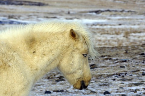 Icelandic horse with thick winter coat