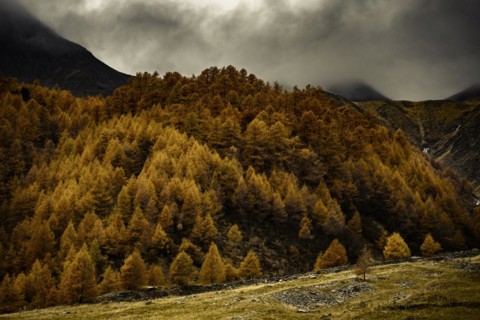 Autumn larch
