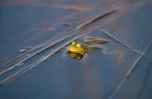 Pool frog