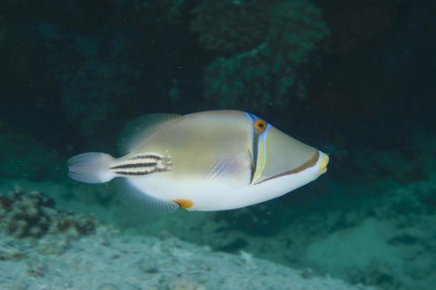 Arabian arabian picasso triggerfish
