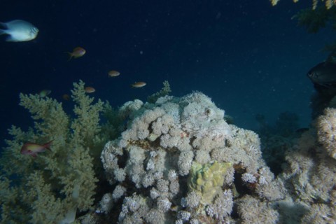 Well camouflaged false stonefish