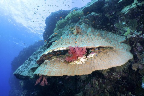 Mountain coral