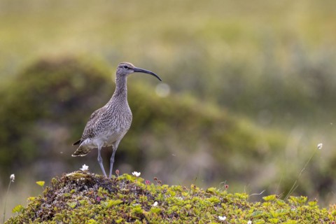 Whimbrel