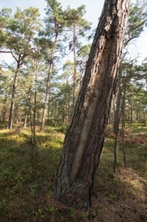 Darss primeval forest